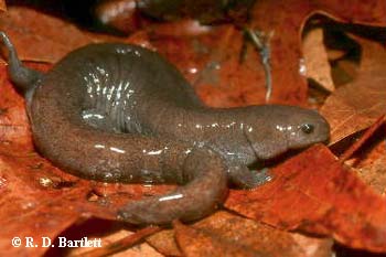 Ambystoma barbouri