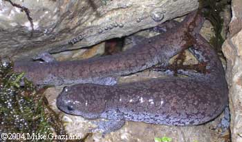 Ambystoma barbouri