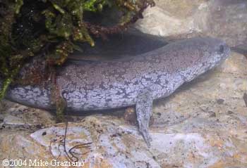 Ambystoma barbouri