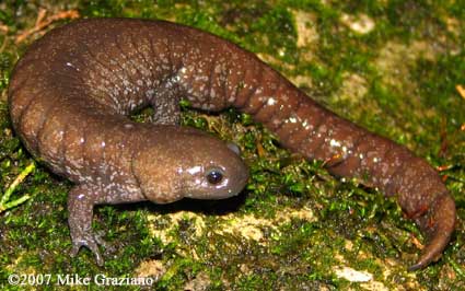 Ambystoma barbouri