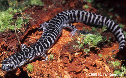 Ambystoma bishopi