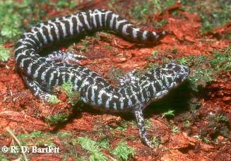 Ambystoma bishopi