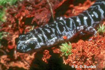 Ambystoma bishopi