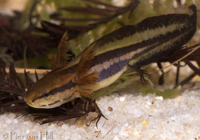 Reticulated Flatwoods Salamander (Ambystoma bishopi)