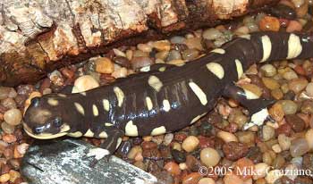 Ambystoma californiense