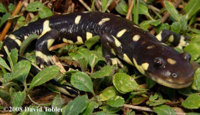 Ambystoma californiense