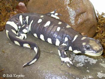 Ambystoma californiense