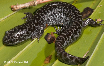 Ambystoma cingulatum