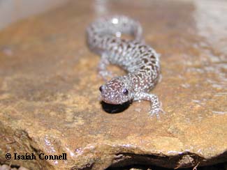 Ambystoma cingulatum