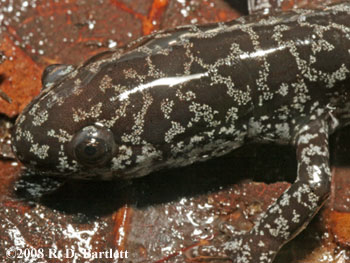 Ambystoma cingulatum