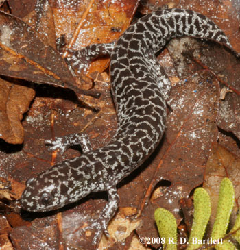 Ambystoma cingulatum