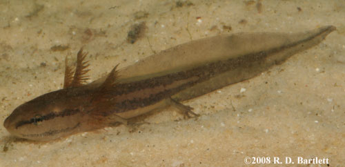 Ambystoma cingulatum