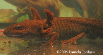 Ambystoma gracile