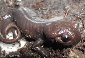 Ambystoma gracile