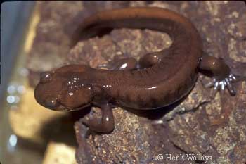 Ambystoma gracile