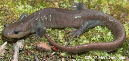 Ambystoma jeffersonianum