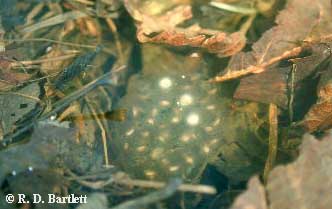 Ambystoma jeffersonianum