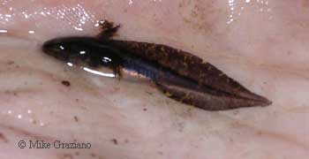 Ambystoma jeffersonianum