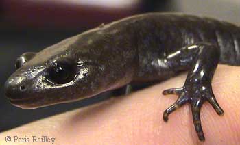 Ambystoma jeffersonianum