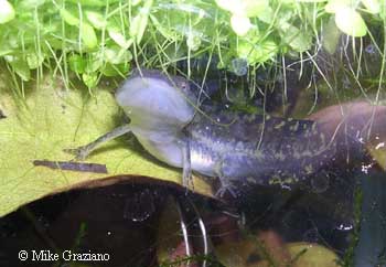 Ambystoma jeffersonianum