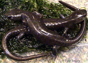 Ambystoma jeffersonianum