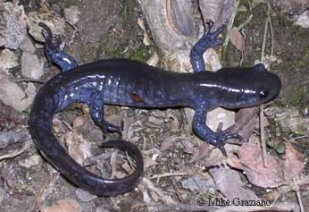 Ambystoma jeffersonianum