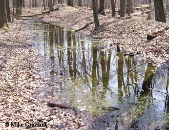 Ambystoma jeffersonianum