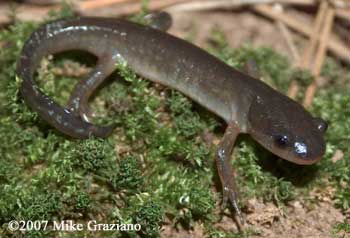 Ambystoma jeffersonianum