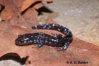 Ambystoma laterale