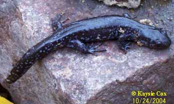 Ambystoma laterale