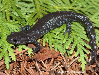 Ambystoma laterale