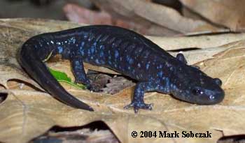 Ambystoma laterale