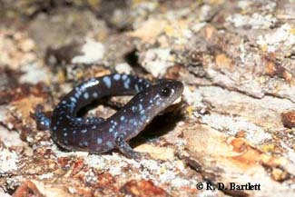 Ambystoma laterale