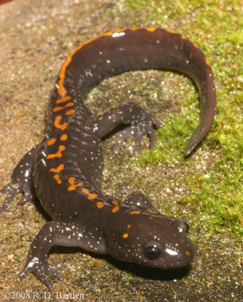 Ambystoma macrodactylum