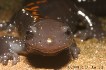 Ambystoma macrodactylum