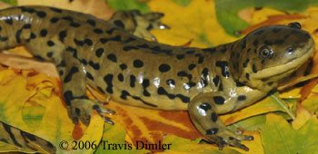 Ambystoma mavortium diaboli