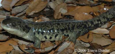 Ambystoma mavortium melanostictum