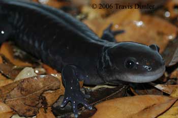 A. mavortium melanostictum, melanistic