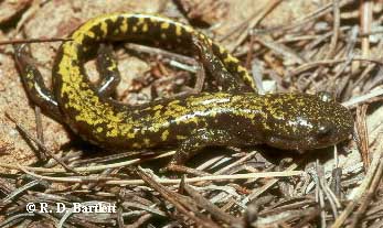 Ambystoma macrodactylum