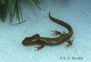 Ambystoma macrodactylum