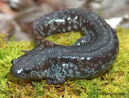 Ambystoma mabeei