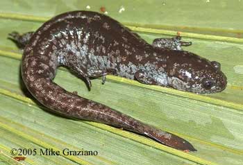 Ambystoma mabeei