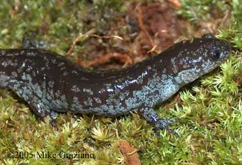 Ambystoma mabeei