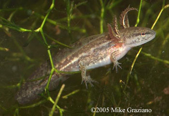 Ambystoma mabeei