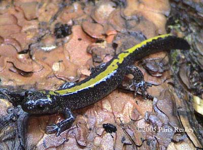 Ambystoma macrodactylum macrodactylum