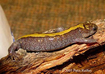 Ambystoma macrodactylum