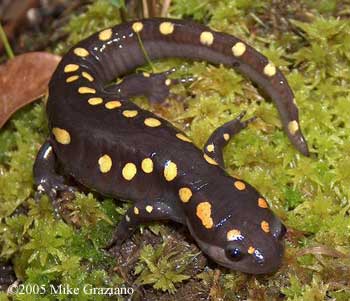 Ambystoma maculatum