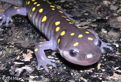 Ambystoma maculatum