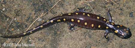 Ambystoma maculatum