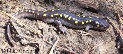 Ambystoma maculatum